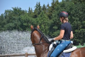 Wo Fleiß, da Schweiß – Pferde baden an heißen Sommertagen
