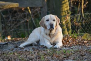 Obsternte und Darmflora – Gefahren für den Hund durch Fallobst