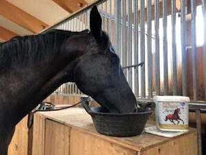 Gut für die Seele, gut für den Magen – das rekonvaleszente Pferd unterstützen