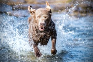 Wasserhund, nasser Hund