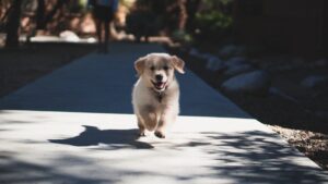 Warum die Gelenke von Welpen und Junghunden unterstützt werden sollten