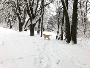 Wenn Hunde Schnee fressen