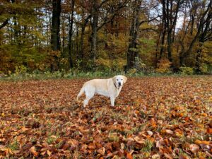 Tipps zur Stärkung des Immunsystems beim Hund