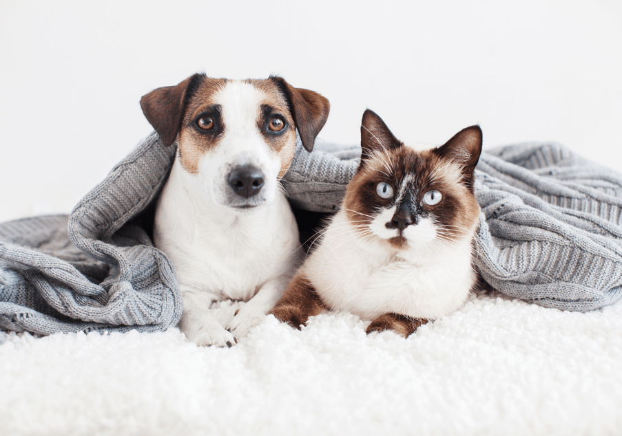 Hund & Katze Tablette geben