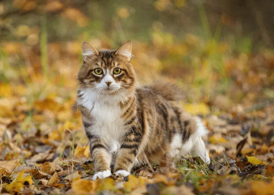 Katze hat Leberprobleme