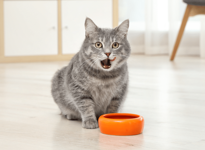 Katze sitzt vor Futternapf, Tablette geben ohne Futter