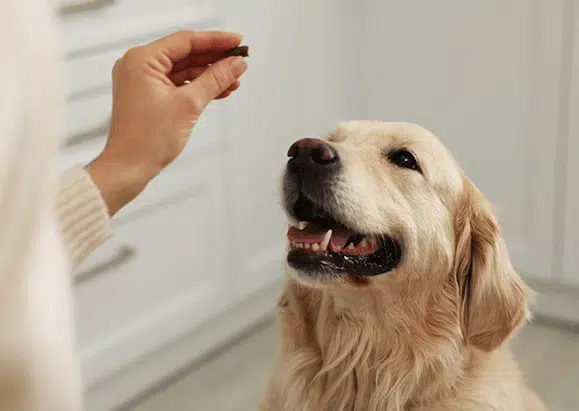 Hund wartet auf Nahrungergänzungsmittel Hund Magen Darm Kautabletten