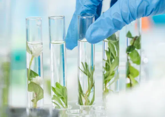 Herstellung der Nahrungsergänzung für die Katzen Leber