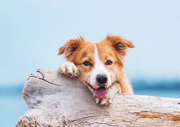 Hund mit Gelenkproblemen lehnt an Baumstamm