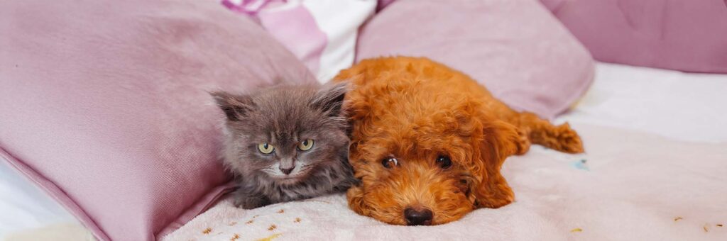 Katze und Hund im Bett