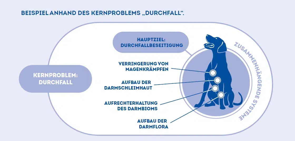 Schaubild eines Hundes mit dem Kernproblem Durchfall. Gezeigt werden zusammenhängende Systeme wie Darmflora, Darmschleimhaut und Magen. Acid Protect Hund wirkt als Magen Darm Tablette für Hunde gezielt auf diese Bereiche.