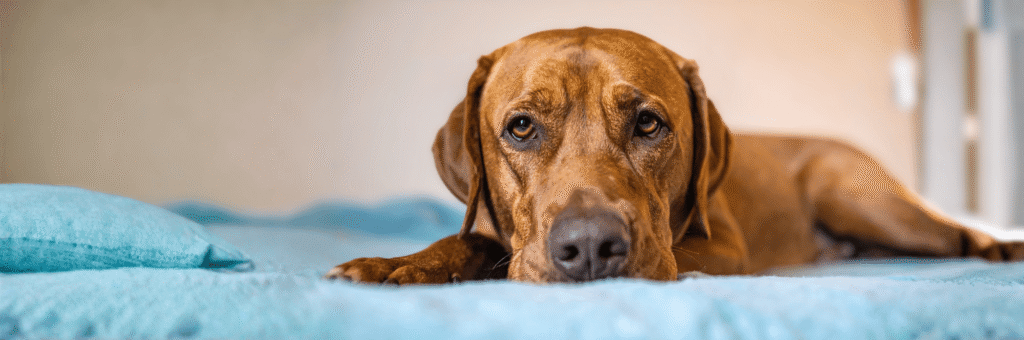 Hund mit Sodbrennen liegend